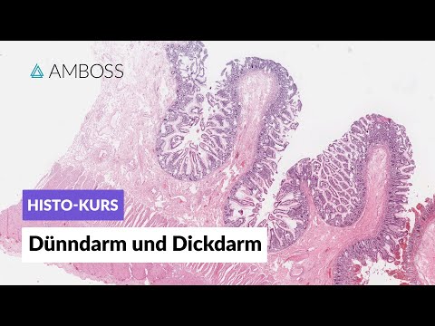 Histologie Dünndarm und Dickdarm - Mikroskopische Anatomie - AMBOSS Video