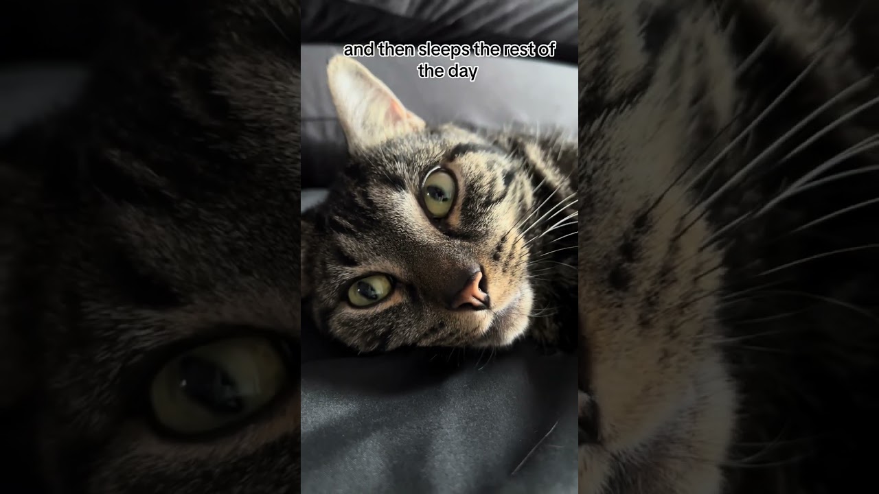 Do you have a roommate like this? #roommates