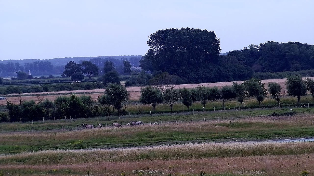 Live webcam view of Panorama de la Reserva Het Zwin