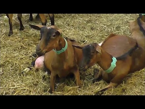 , title : 'חוות עזים בחבל דורדון שבצרפת Goat farms in the Dordogne region of France'