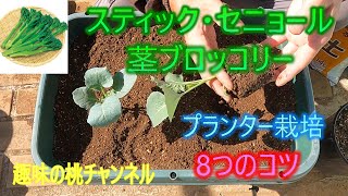 [Stick Senor/Stem Broccoli] 8 Tips for Growing in a Planter 25/10/23