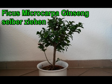 Growing Ficus Microcarpa Ginseng from cuttings / offshoots – Ikea Bonsai cutting propagation