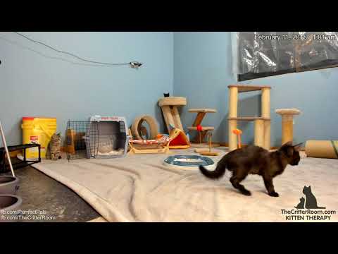 Olympian Kittens - The Brothers Puff