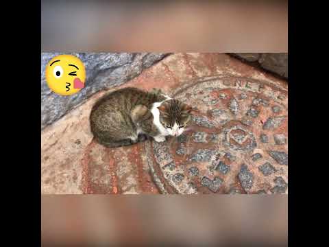 #laville_bleu 💙 #مدينة_شفشاون