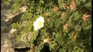 PlayRadioPlay! - Bad Cops Bad Charities HSHS Film Project