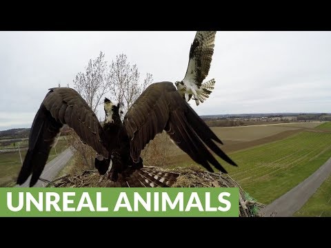 Osprey viciously attacks another osprey over nesting site