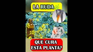 La Ruda 🌿 Planta que lo CURA TODO!