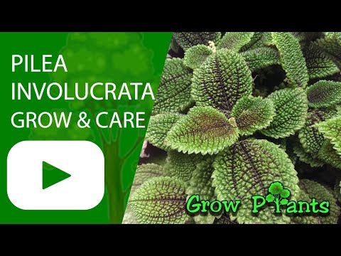 download lagu mp3 mp4 Pilea Involucrata, download lagu Pilea Involucrata gratis, unduh video klip Pilea Involucrata
