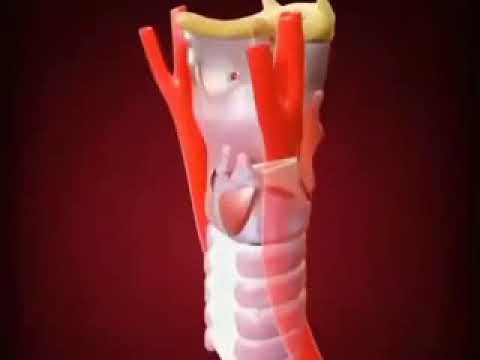 Fisiologia da Fonação - Pregas Vocais