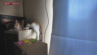 三毛猫フミちゃん　 LIVE配信#2　2026年7月11日　calico cat　(LIVE stream)
