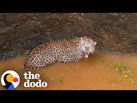 Leopard Survives a 50-Foot Fall Into A Well  | The Dodo