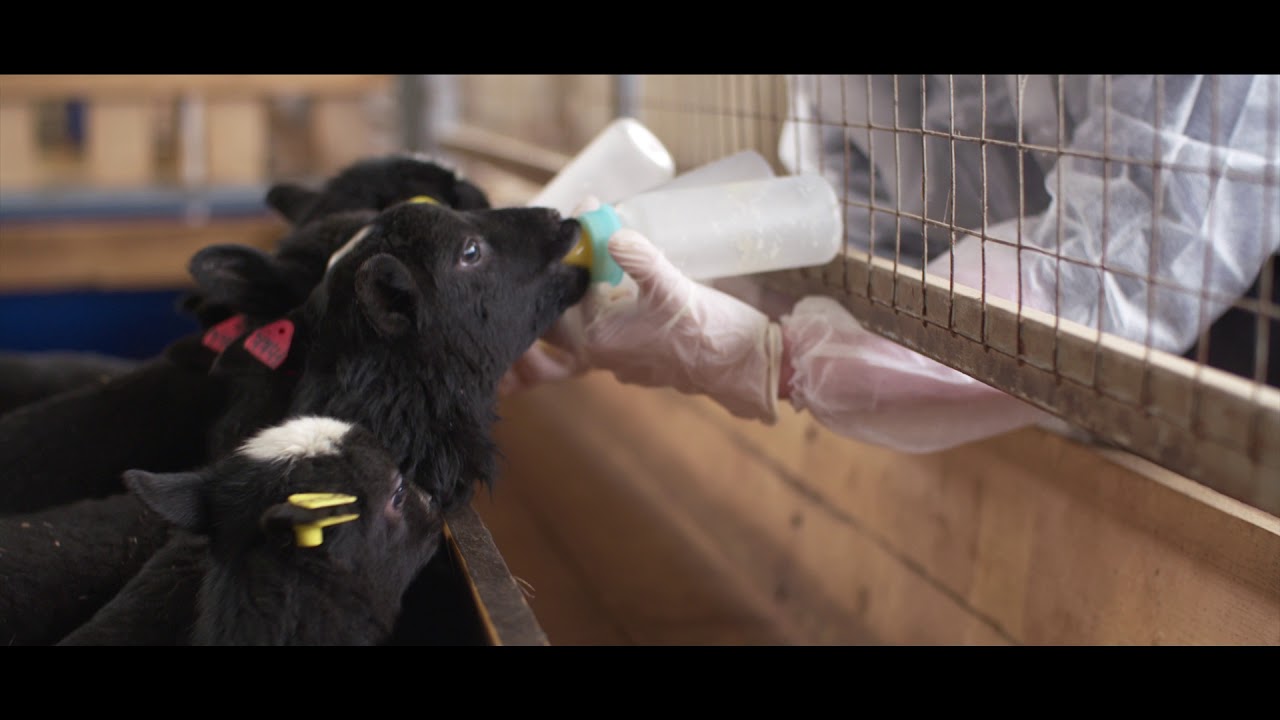 Овцы романовской породы. Племрепродуктор Атис СХ