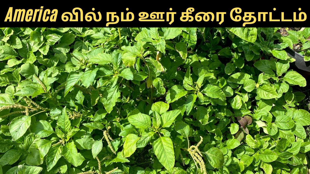 கீரை வளர்க்கலாம் சுலபமாக | Growing Amaranth Greens Easily at Ho
me | USA Tamil Vlog