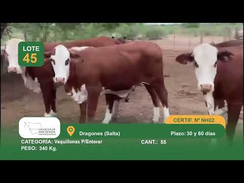 Lote VQ PARA ENTORAR - Dragones, Salta