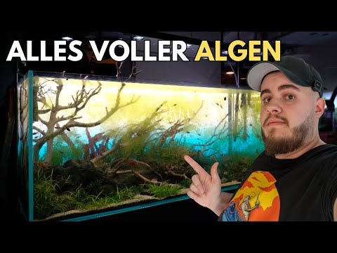 Away for two weeks - this is what my aquariums looked like 🌿