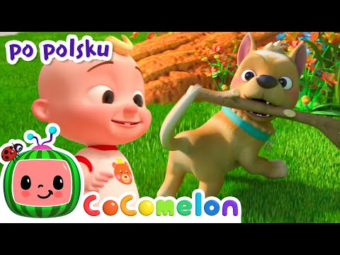 Mój pies Bingo | CoComelon po polsku 🍉🎶 Piosenki dla dzieci