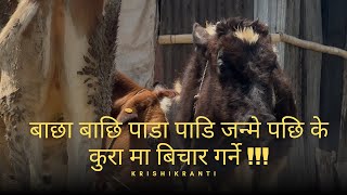 बाछा बाछि पाडा पाडि जन्मे पछि के कुरा मा बिचार गर्ने !!! #drbhat #buffalo #cattle #agriculture