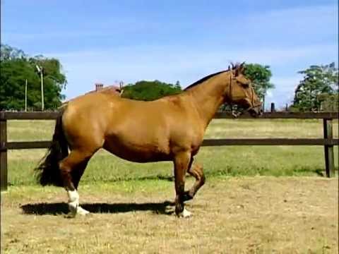 Las Callanas Fidelidad