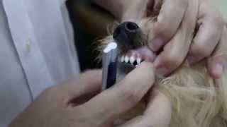 How to age a puppy. Teeth of a 5.5-month-old puppy