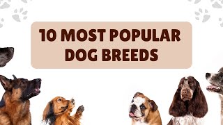 Top 10 Most Popular Dog Breeds in the World