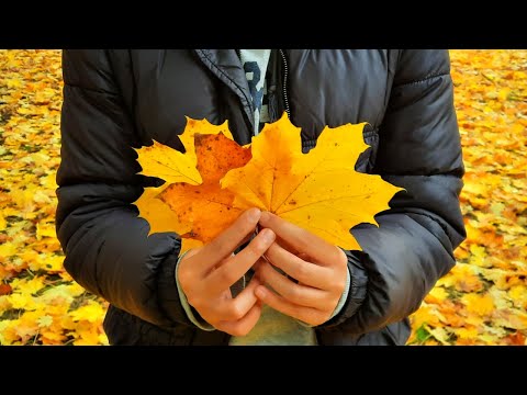 When Nature Turns Gold – A Journey Through Beautiful Autumn Colours