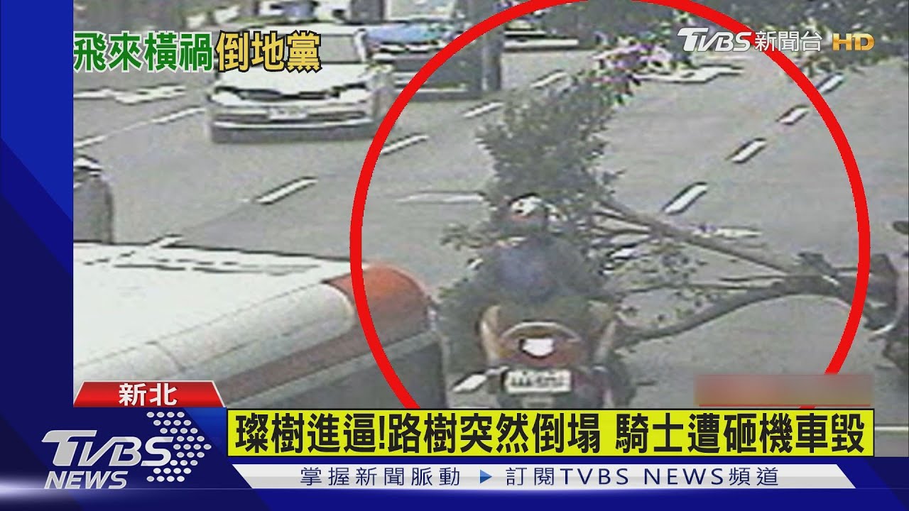 璨樹進逼永和路樹突倒 騎士遭砸機車毀
