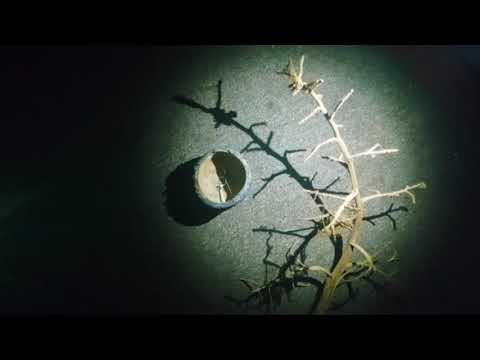 Sadai Mamai Hewanallai  (සඳයි මමයි හෙවණැල්ලයි)  An Acoustic version- Paty (WAL.BO)