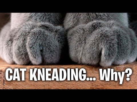 CAT KNEADING... Why? | Cool Cats & The D.E.V.
