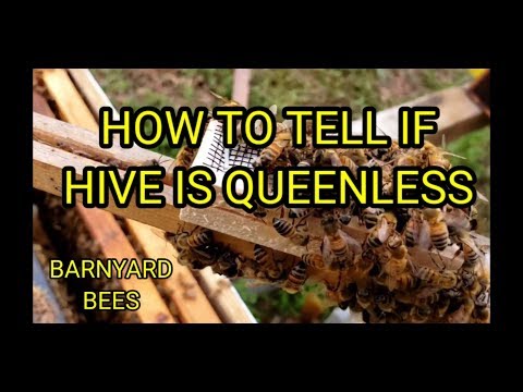 How To Tell If Hive Is Queenless