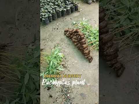 Hybrid Eucalyptus (413) plant Prempal nursery Bareilly #prempalnursery