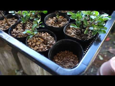 園芸 中国のバラの茂み