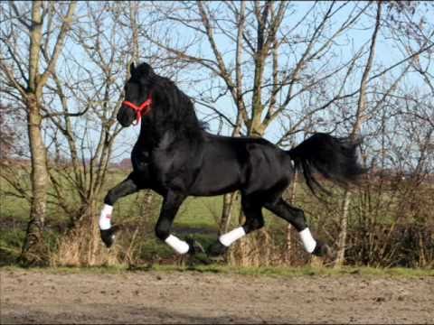 Stalokkema's Willem F v. Folkert (for sale)