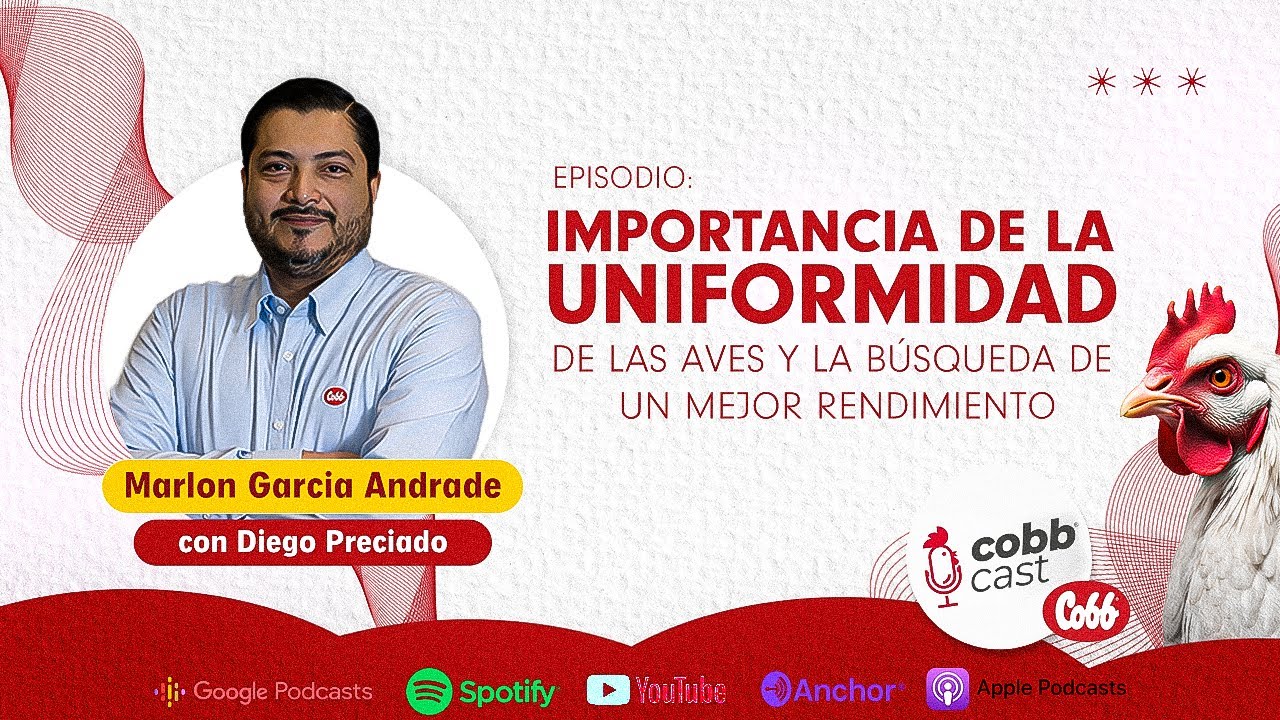 #01 Importancia de la uniformidad de las aves y la búsqueda de un mejor rendimiento