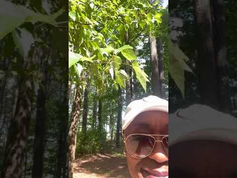 The Tree Touched Me! 🌳