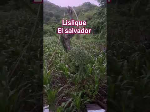 #lislique#La Unión #El Salvador