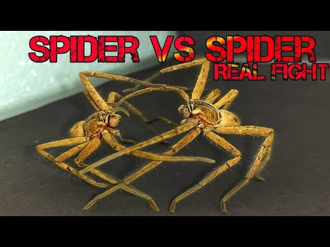 Epic Spider Battle! Real Spider vs Spider Fight (Close-Up Footage)