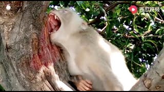 [問卦] 有無 懲罰獼猴搶人食物的方法？