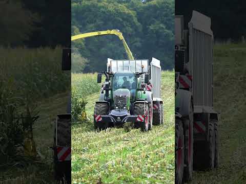 Fendt 728🚜 im Mais🌽+Tractorbumper🔥 #farming #landwirtschaft #fendt #fendtpower #mais #tractorbumper