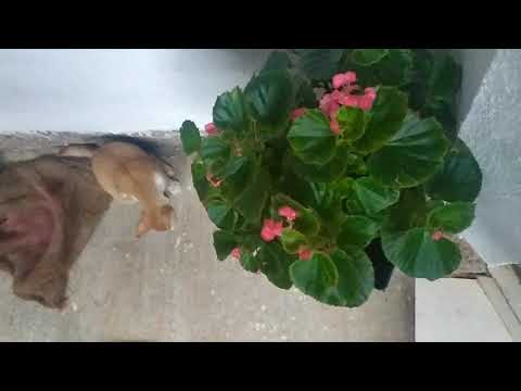 ##cat & dog funny videos##