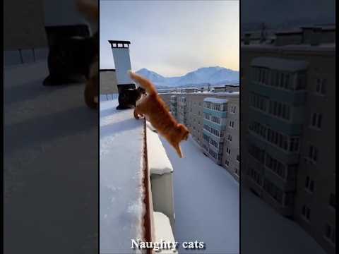 Funny Cats Being Absolutely Crazy 😂🐱 | #Shorts#