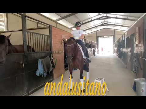 Lovely PRE with fei potential born 2017