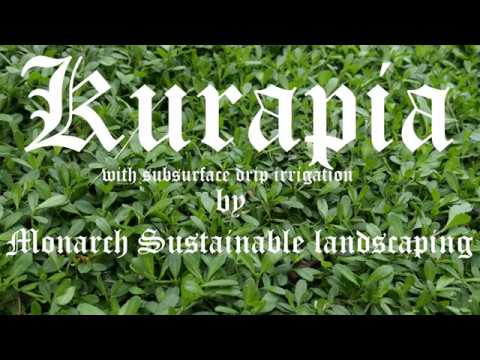 Kurapia is better than artificial turf