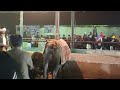 PDFA Final Milking