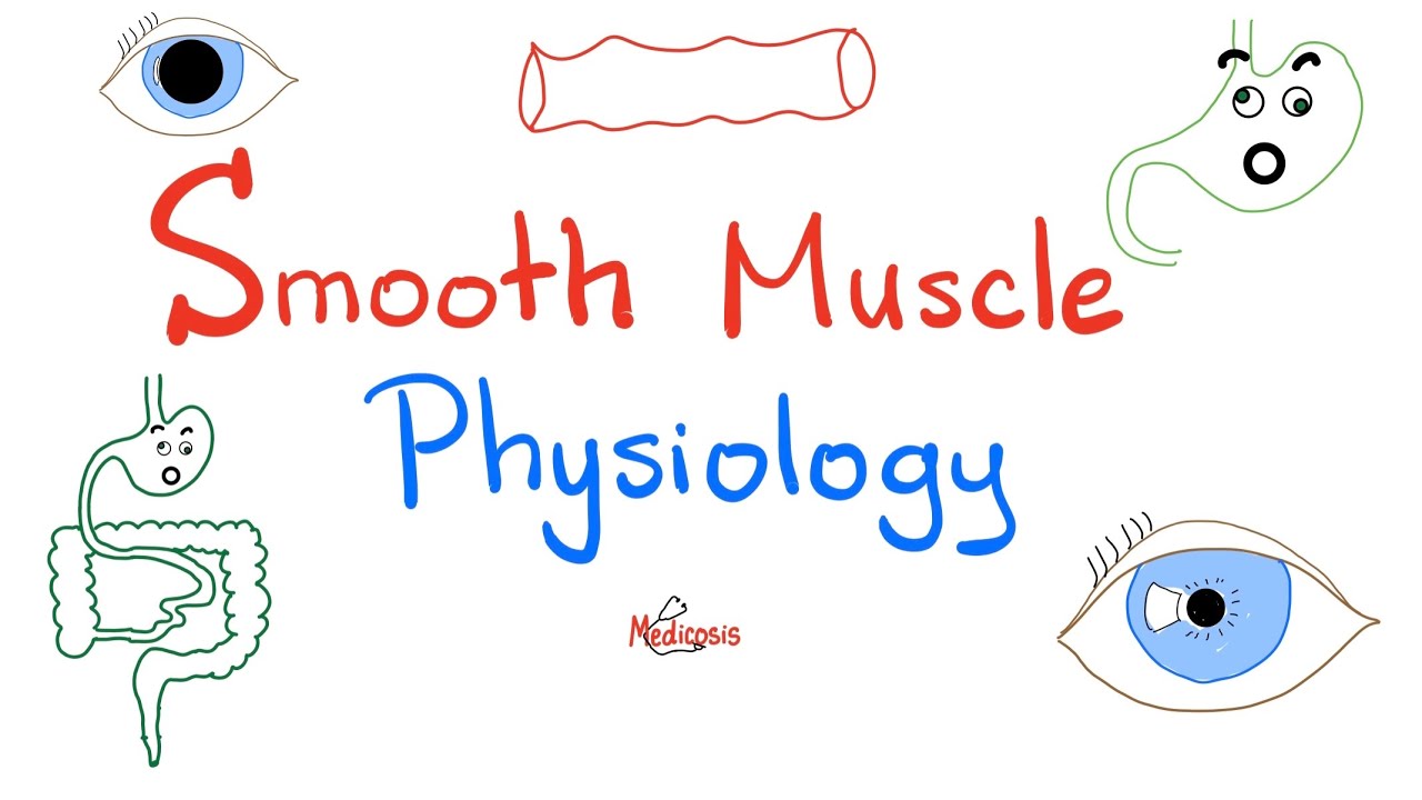 Smooth Muscles Physiology and Myosin-light Chain Kinase/ Phosphatase | Physiology Lectures