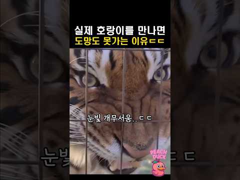 실제로 호랑이를 만나면 도망도 못가는 이유ㄷㄷ