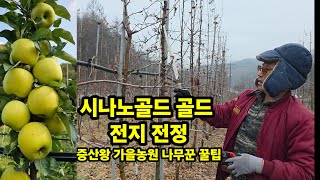 시나노골드 사과나무 전지 전정 가지치기 충북 괴산 가을농원 증산왕 손홍철 나무꾼 꿀팁 [사과재배방법]