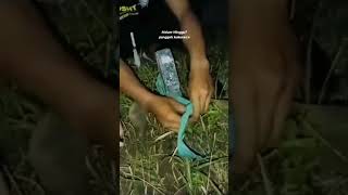 Download lagu pengambilan sabuk hijau pl.       PSHT mp3