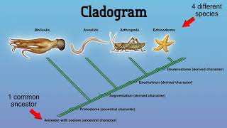 Constructing a Cladogram