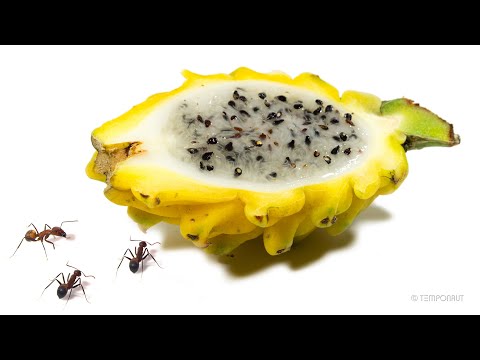Ants vs Dragonfruit Time-Lapse