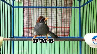 Download lagu Poksay MANDARIN CARI LAWAN TARUNG, Jelas bikin EMOSI GACOR mp3